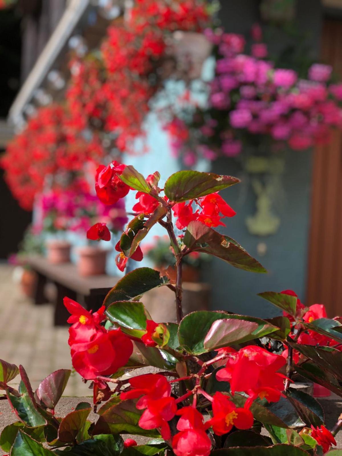 Bed and Breakfast Haus-Erzberg Vordernberg Екстер'єр фото